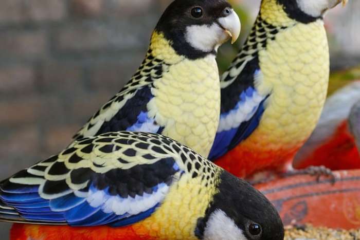 rosella vogel