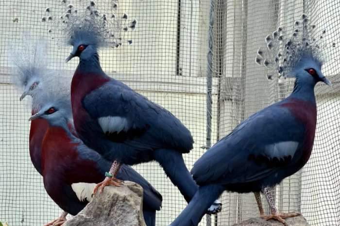 goura-vogels