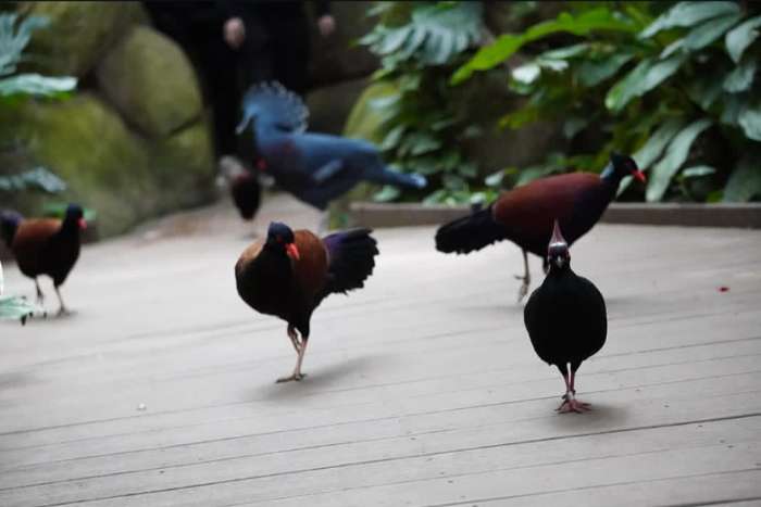 green-naped pheasant pigeon