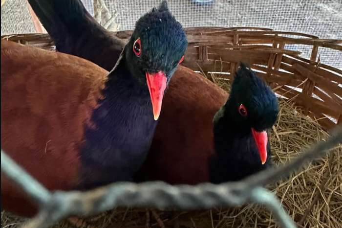 green-naped pheasant pigeon