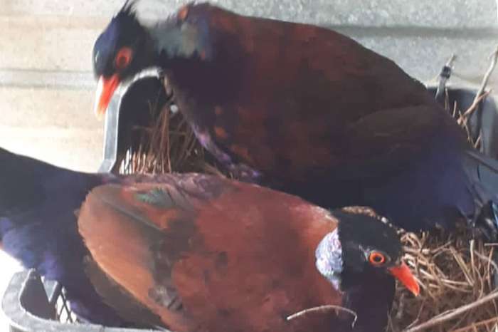 white-naped pheasant pigeon