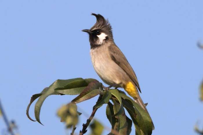 koppel himalaya buulbuuls