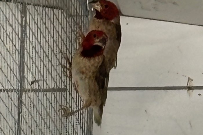 quelea erythrops