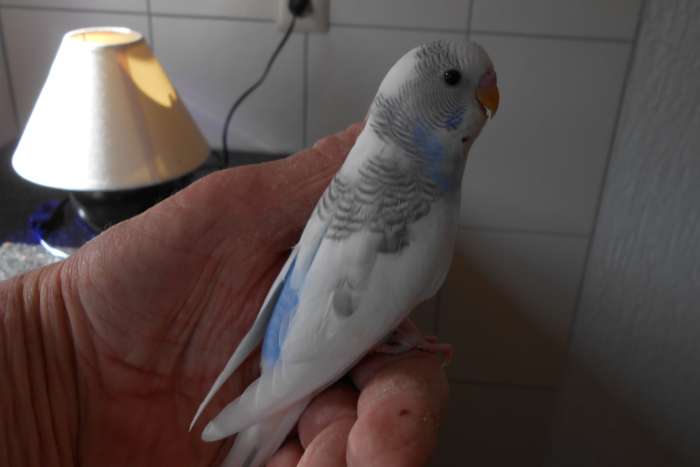 3e jonge grasparkiet uit het blok voor tam maken