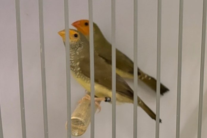 koppels binsenastrilde roodkop en oranjekop