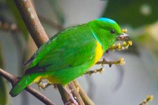 blauwkruin organist/brilvogels