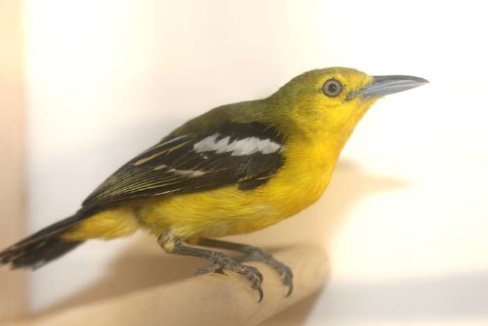 common iora