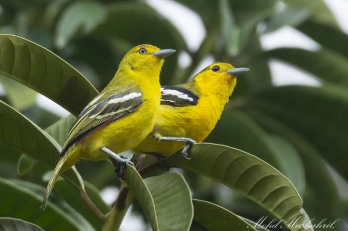 common iora