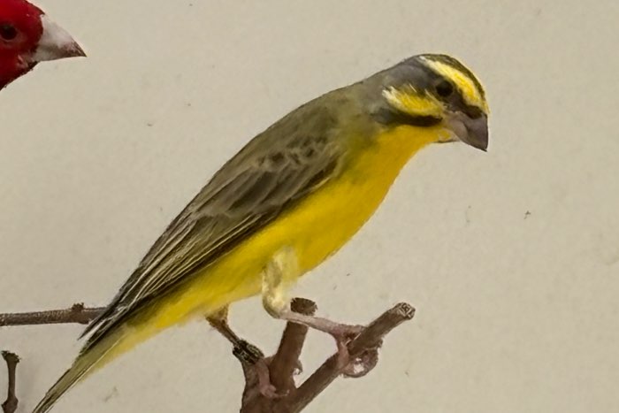 mozambiquesijs