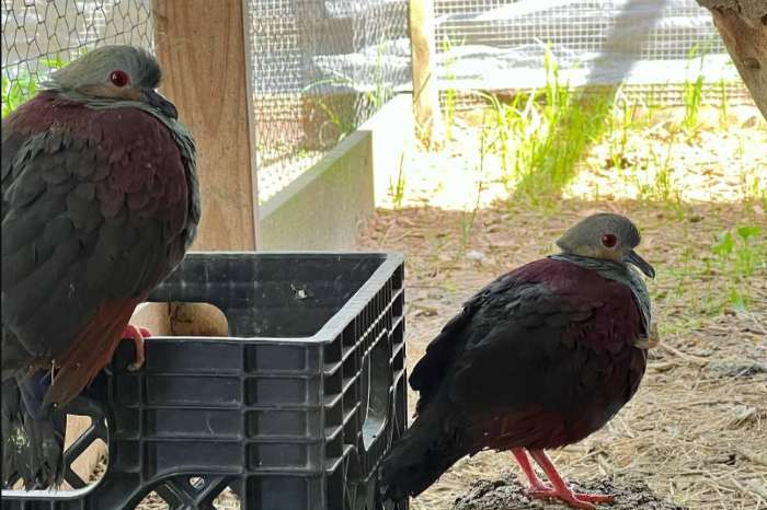 crested quail doves