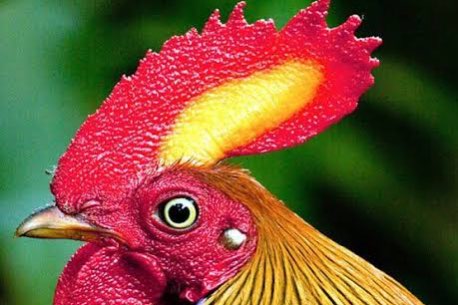gallus lafayetii