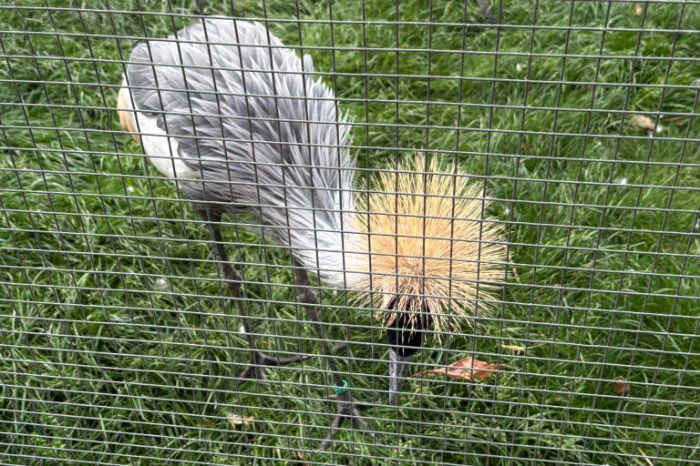 koppel grijze kroonkraan vogels onverwant