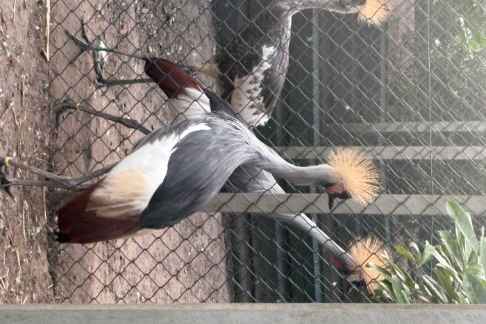 koppel grijze kroonkraan vogels onverwant