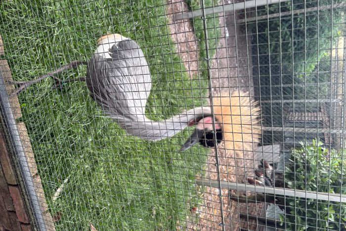 koppel grijze kroonkraan vogels onverwant