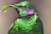 emerald spreeuw pop (lamprotornis iris)