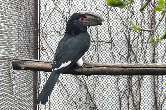 trumpeter hornbill