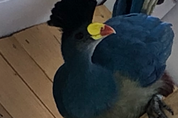 2-0 great blue turaco