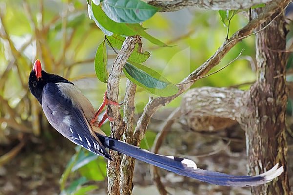 roodsnavel kitta (urocissa erythrorhyncha)