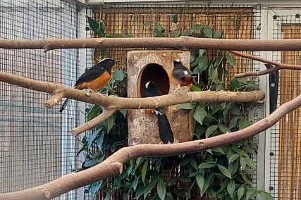 schamalijster nestkasten