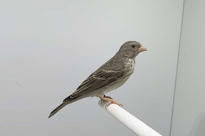 witstuit edelzanger