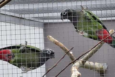 pionus