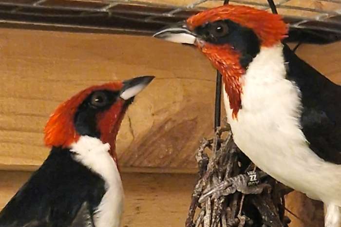 2.3 black-eared cardinals (paroaria nigrogenis
