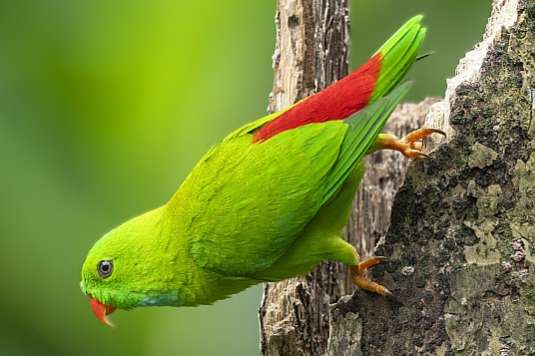 loriculus vernalis - vernal hanging parrot