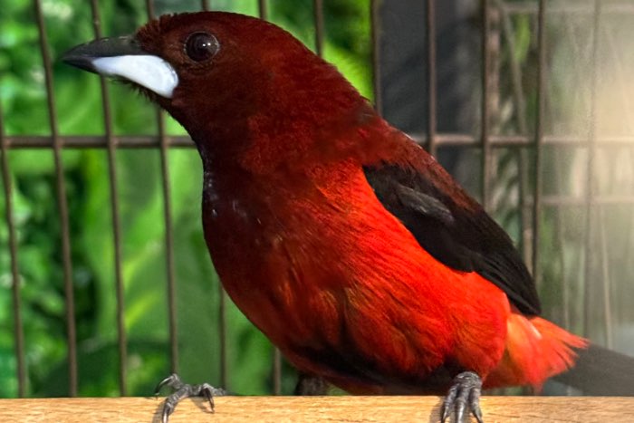 tangara ramphocelus dimidiatus