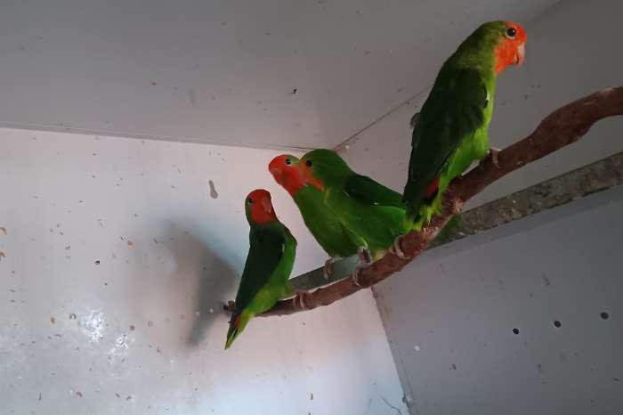 agapornis pullarius