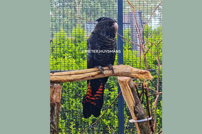 1.0 roodstaartraafkaketoe (calyptorhynchus banksii banksii)