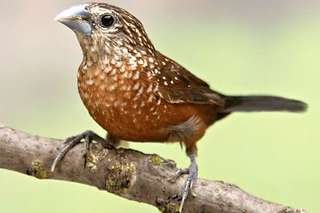 lonchura leucosticta e spermestes