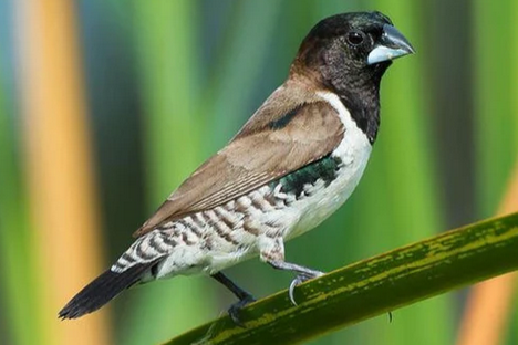 lonchura leucosticta e spermestes