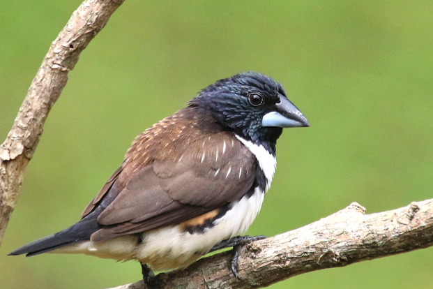 lonchura leucosticta e spermestes