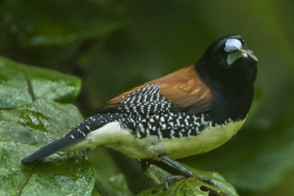 lonchura leucosticta e spermestes