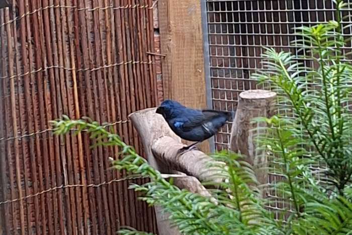 braziliaanse blauwe bisschop man
