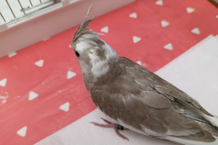 te koop tamme valkparkieten