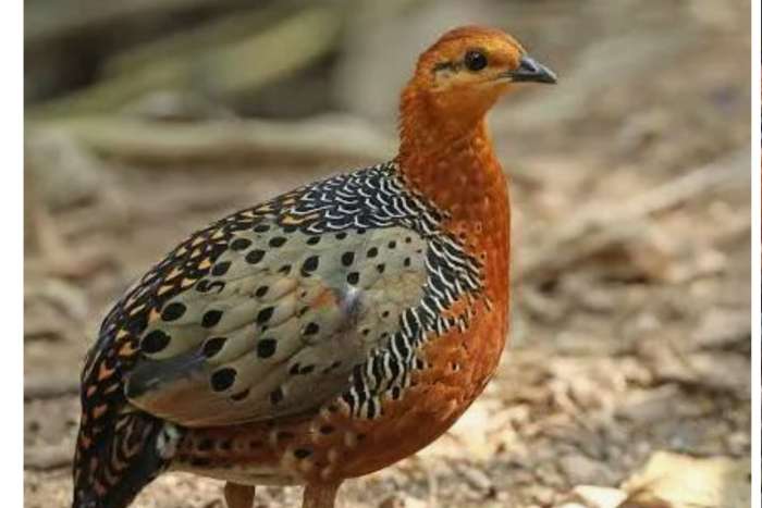 caloperdix oculeus ferruginous partridge arborophila