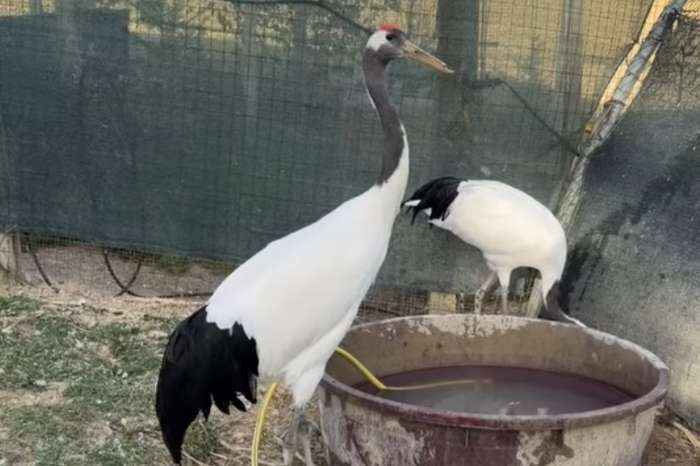 grus japonensis