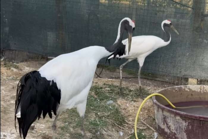 grus japonensis
