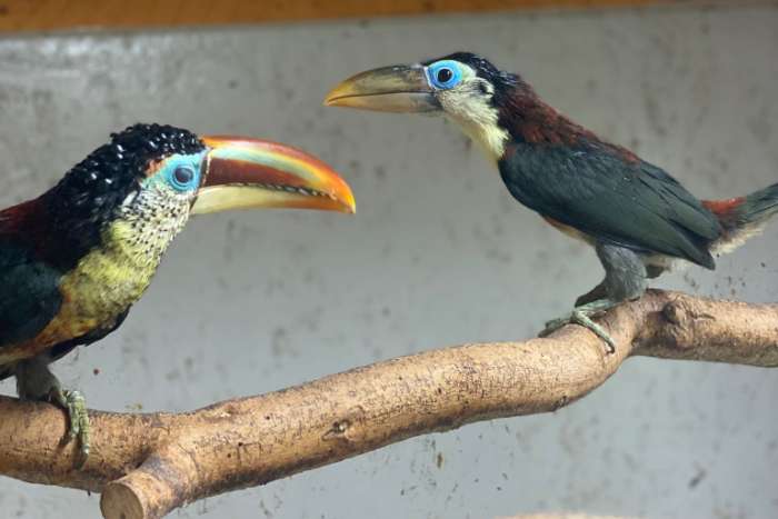 aracari-vogels beschikbaar
