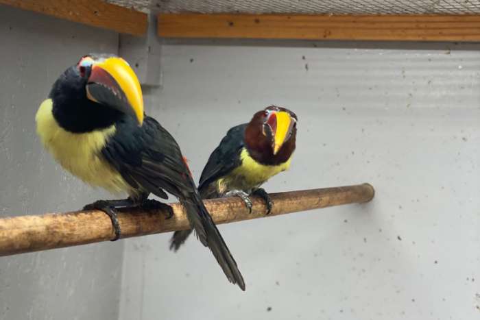 aracari-vogels beschikbaar