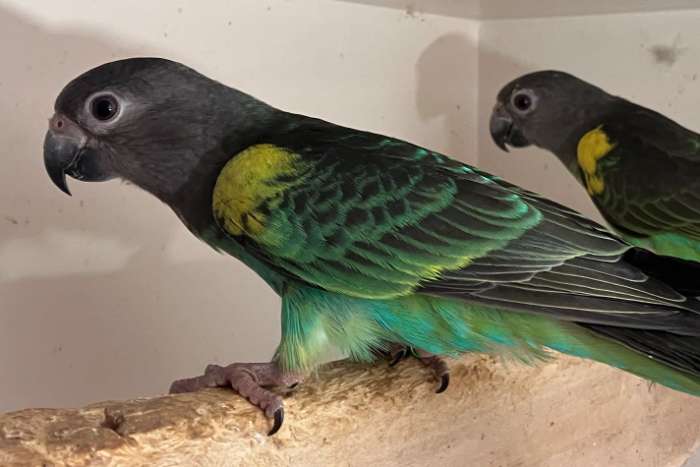 1-1 poicephalus meyeri saturatus 2025-2026