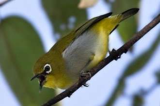 zosterops melanurus