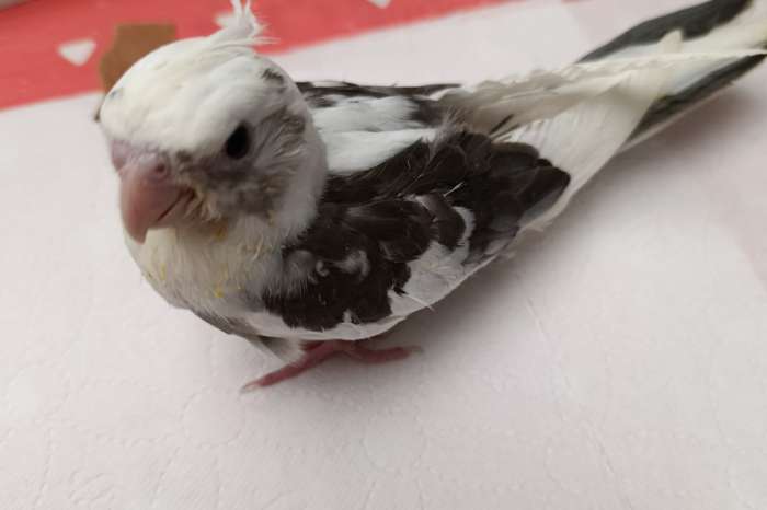 te koop tamme valkparkieten