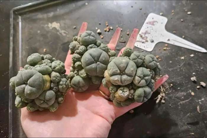 peyote
