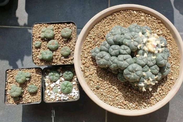 peyote