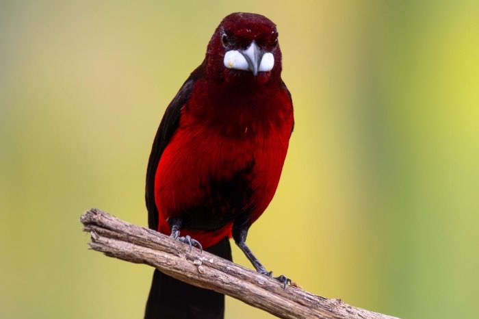 tangara ramphocelus dimidiatus