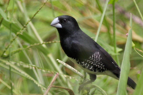 lonchura leucosticta e spermestes