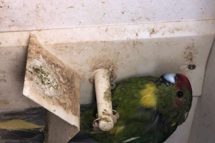 kakariki pop groen wildkleur met bont en geelbonte