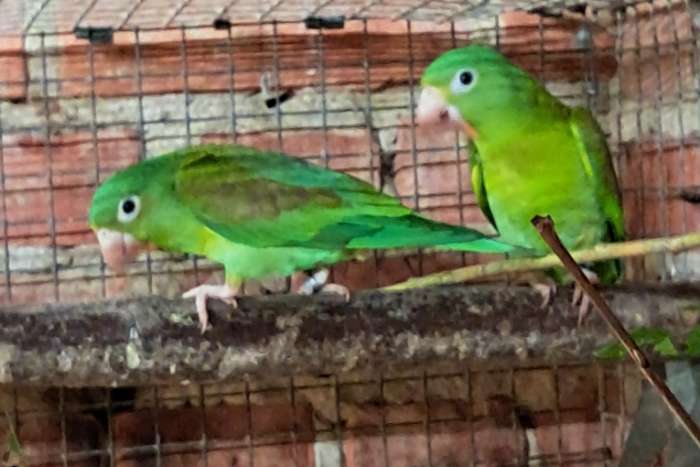 1-1 brotogeris jugularis ( tovi)